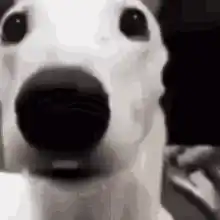 Dog Meme Funny