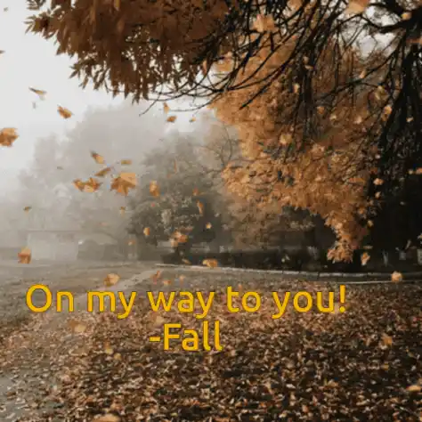 Autumn Leaves Falling - Fall Love