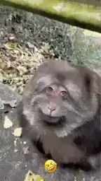 Funny Fat Monkey Smile