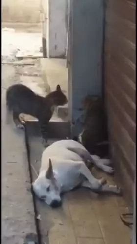Cats Startle Dog in Alley