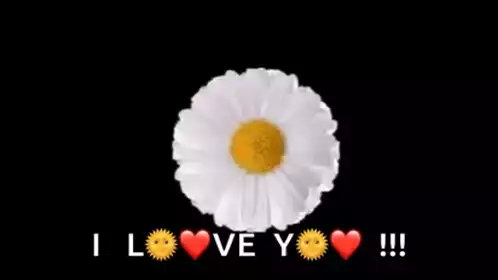 Daisy Flowers Good Morning Love Message