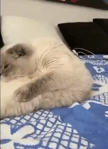 Folded cat