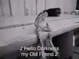Sad Frog Sings Hello Darkness My Old Friend