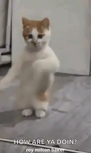 Funny Animal Dancing Cat