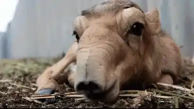 Funny Baby Camel Lying Down