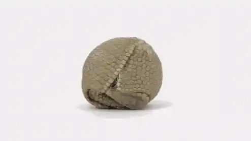 Funny Armadillo Ant Eater Uncurls