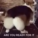Funny Animals Shake It