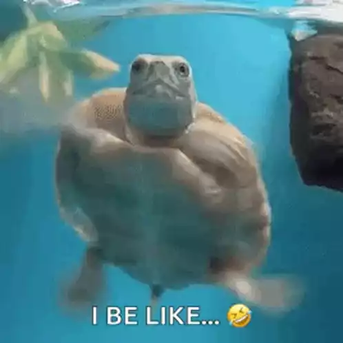 Funny Turtle Shaking Head While Swimming