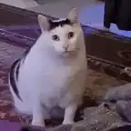 Funny Cat with Unique Black Markings