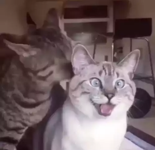 Funny Cats Licking