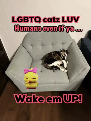 Funny Cat: Wake Em Up!