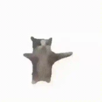 Funny Cat Jump