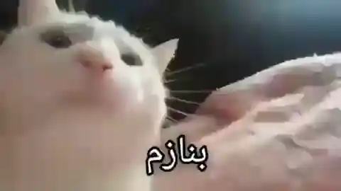 گربه بنازم - میم خنده دار