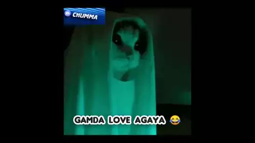 Ganda Love Gamda Love Cat Ghost