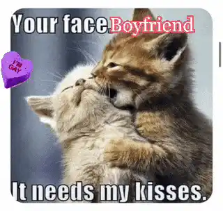 Gay Relationship LGBTQ Kittens