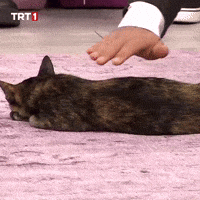 Cat Love GIF by TRT