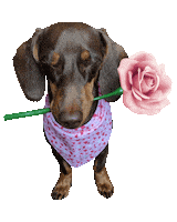 Dog Love Sticker by Tales&Tails