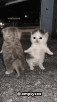 Dance Cats GIF