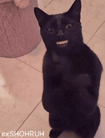 Black Cat GIF