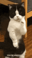 Cat Car Dance GIF