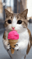 Cat Owl GIF