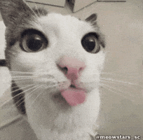 Cat Tongue GIF