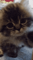 Cat Hello GIF