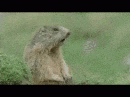 Greetings Hello GIF