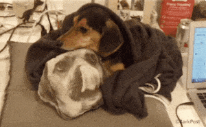 Dog Love GIF by The BarkPost