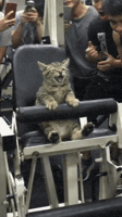 Cat Working Out GIF