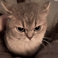 Cat Love GIF