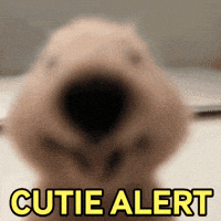 Baby Love GIF