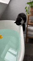 Cats Fail GIF