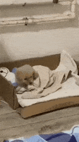 Tired Good Night GIF