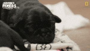 National Geographic Love GIF by Nat Geo Wild