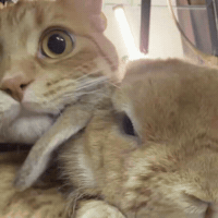 Cat Love GIF by Respective