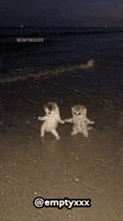 Dance Cat GIF
