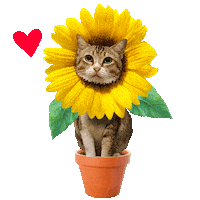 Good Morning Love Sticker