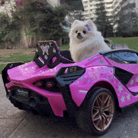 Pomeranian Dog GIF