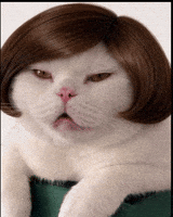 White Cat GIF