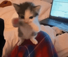 Catty Scuba Cat GIF