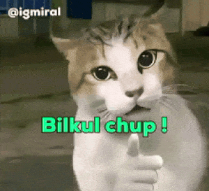 Cat Meme GIF