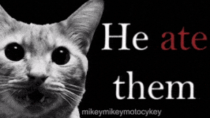 Funny Cat GIF