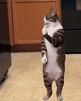 Cat Dancing Cats Of Instagram GIF