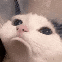 Sad Cat GIF