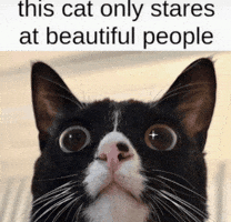 Black Cat GIF