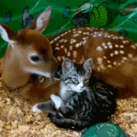 Cats Animals Lover GIF