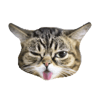 Cats Eww Sticker by imoji