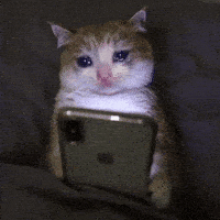Cute Cat Smile GIF by Bashar