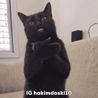 Cat Clap GIF